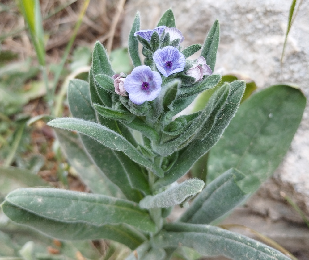 Cynoglossum  creticum - cynoglosse de Crête Cynogl11