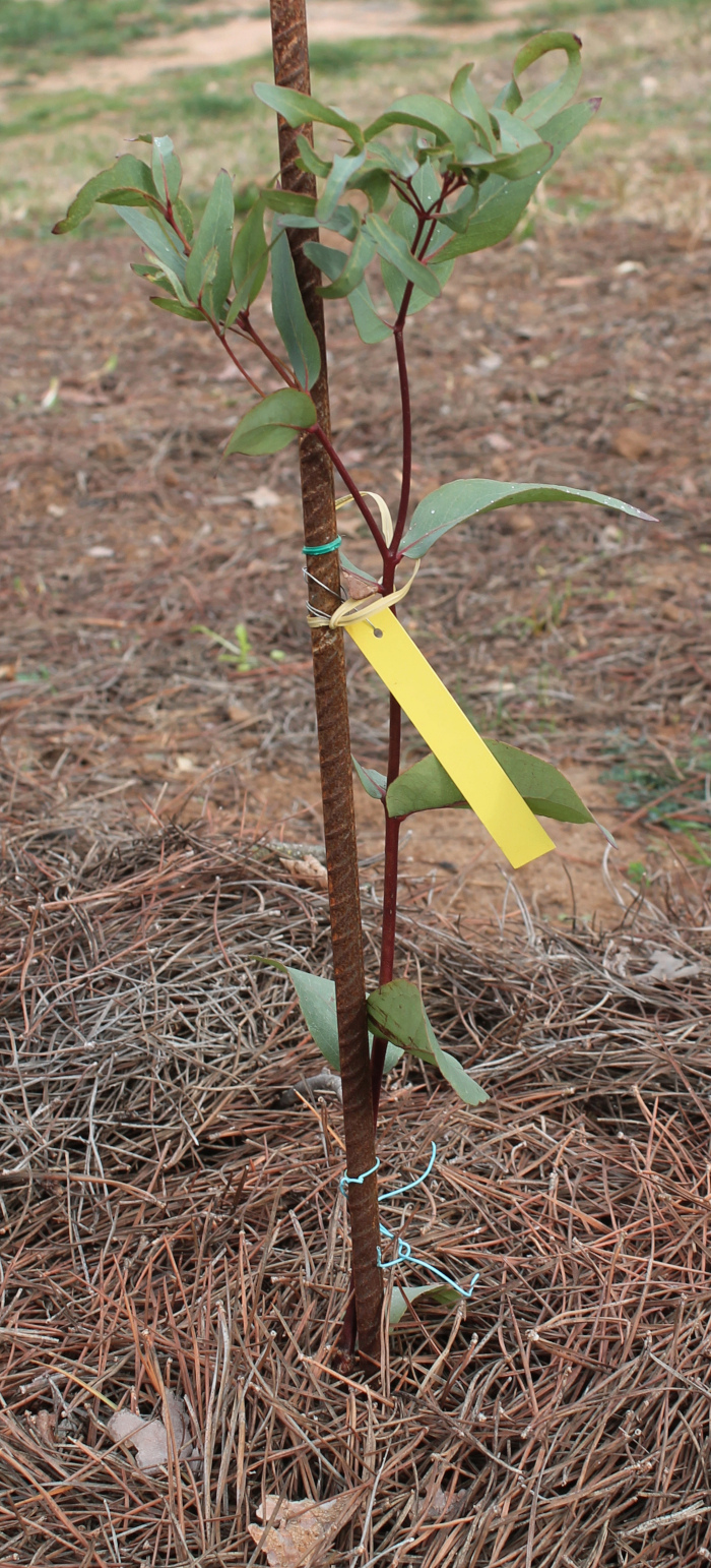 Eucalyptus petiolaris Ep210