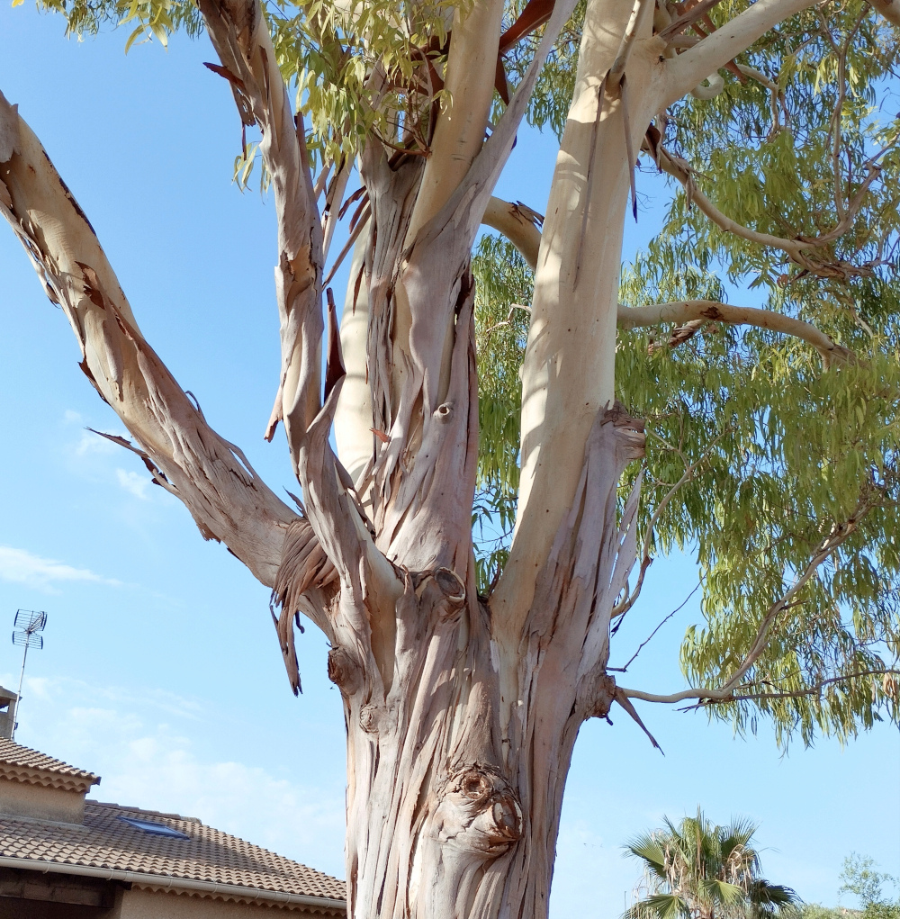 Eucalyptus énorme ! Euca_210