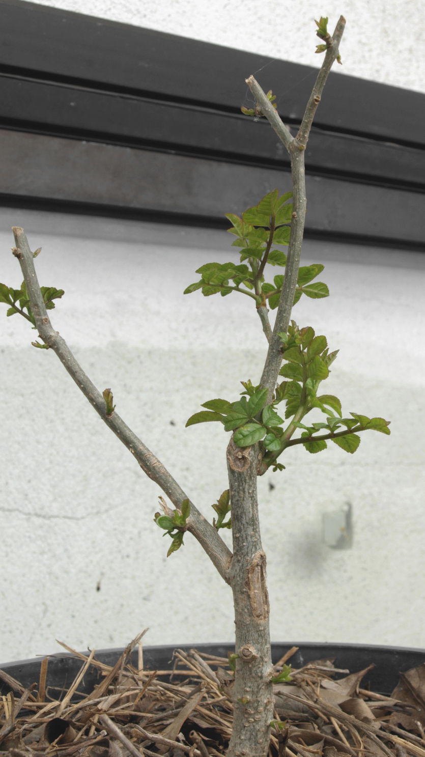 Arbre à identifer (identifié Fraxinus angustifolia) Silhou10