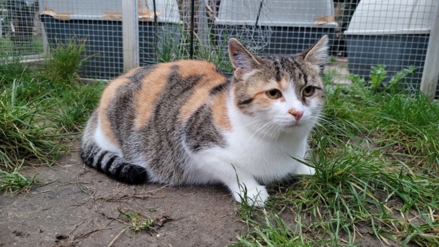 MADELAINE - Tricolore et blanche FIV+ (?) Madela11