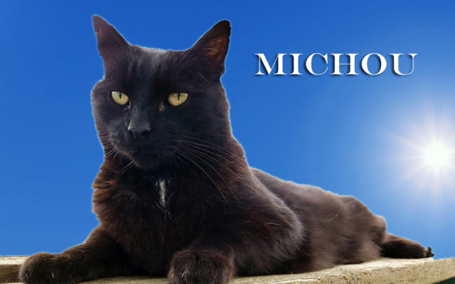MICHOU - noir médaillon blanc (2013) Michou15