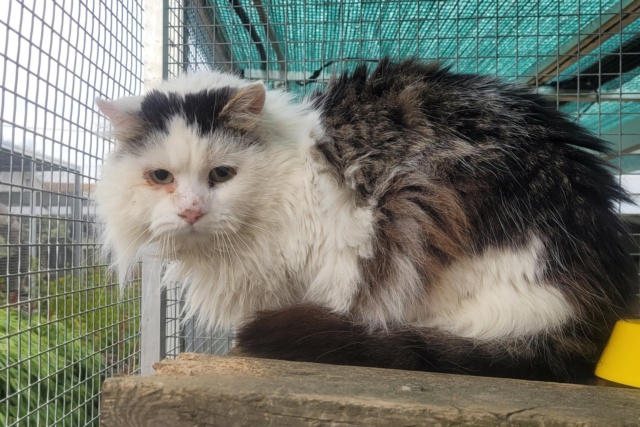 pacha - PACHA - Blanc et tigré poil mi-long FIV+ (2019) Pacha_15