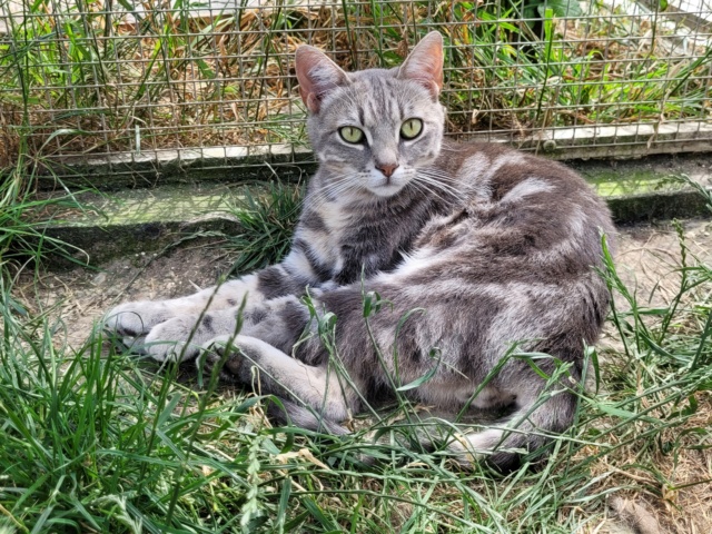 peter pan - PETER PAN - Tigré gris (10/2023) Phoebe13