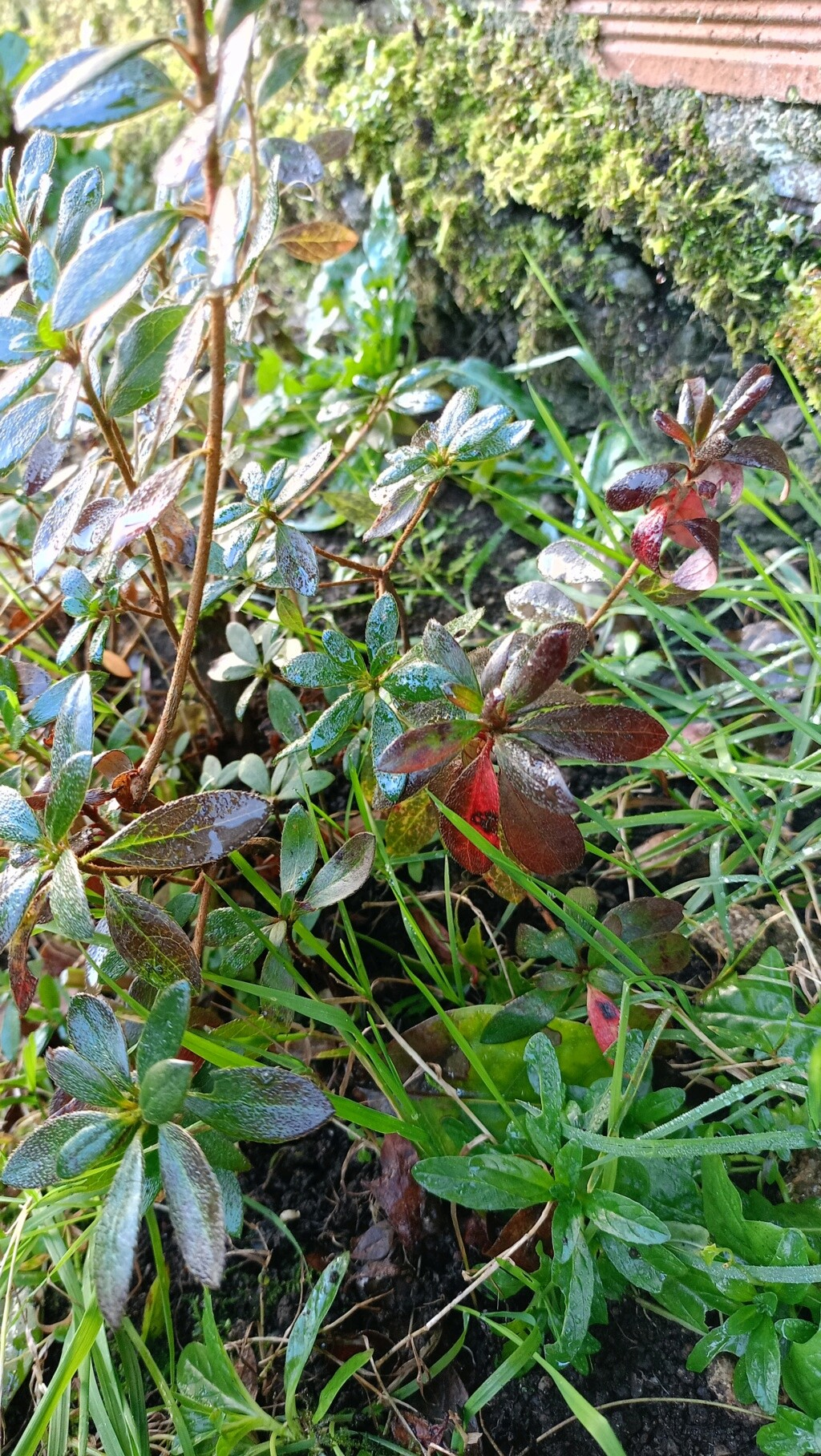 Azalea o qué es? Img20225