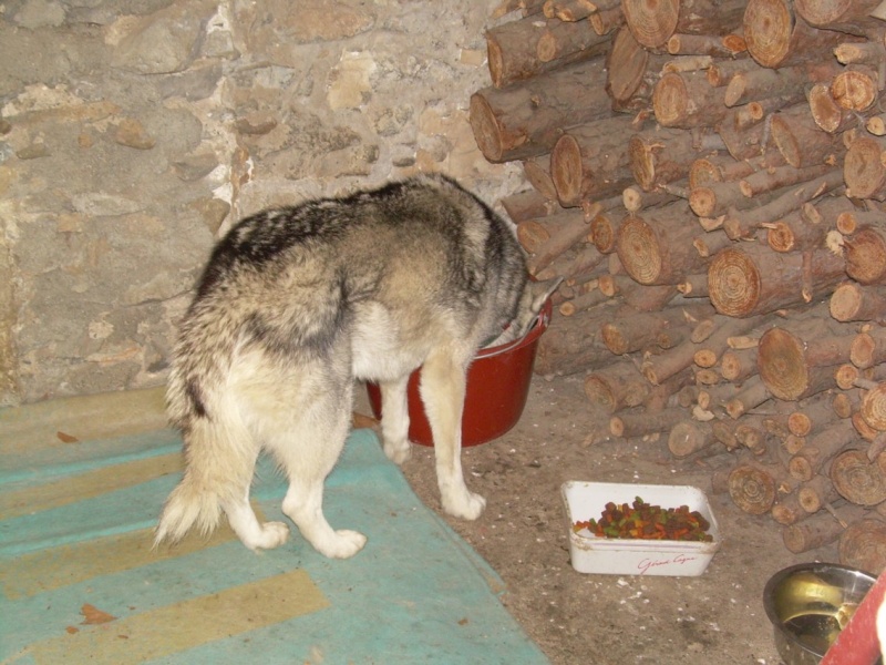 NYSSA - femelle husky de 10 ans dans l'aude. N110