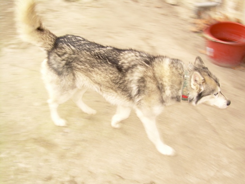 NYSSA - femelle husky de 10 ans dans l'aude. N210