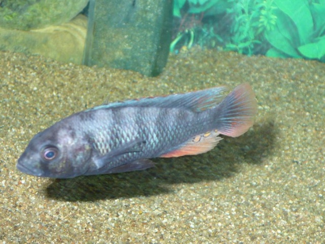 identification haplochromis??? Haplo_11