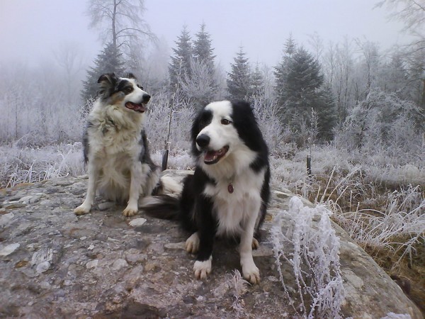 les chiens dans la neige ou le gele - Page 2 Dsc00012