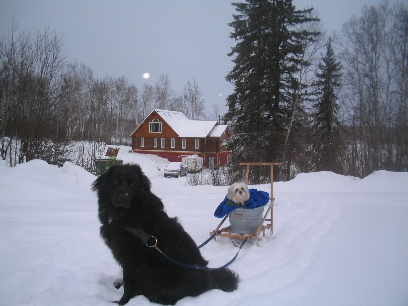 CONCOURS PHOTO : Activité canine d'hiver ! Dec_2010