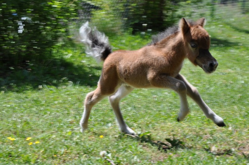 Les bébés de Justy du Domaine des Hugoux A_fond10