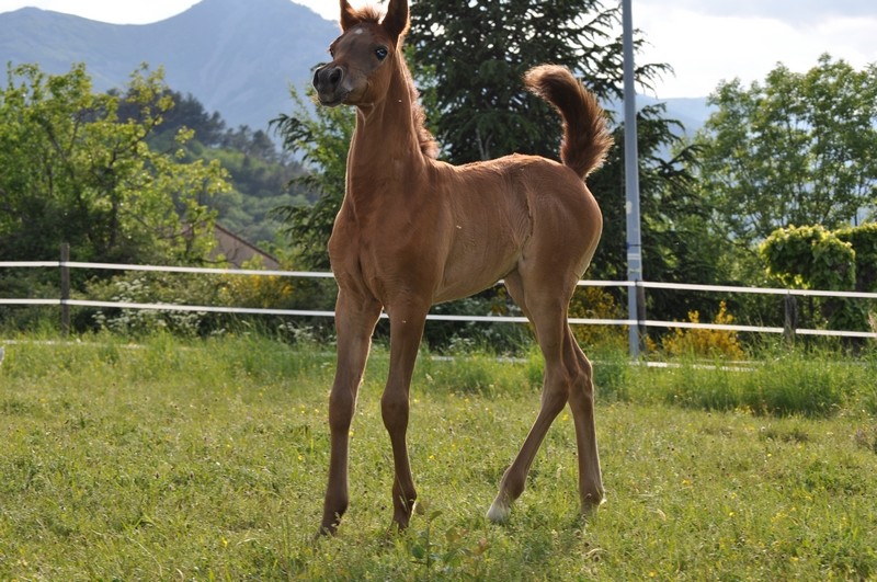 Les bébés de Justy du Domaine des Hugoux Justyl10