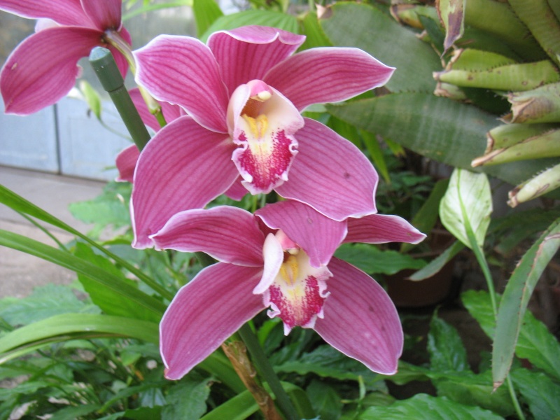 Orchidées du Jardin Bota. Jardin13