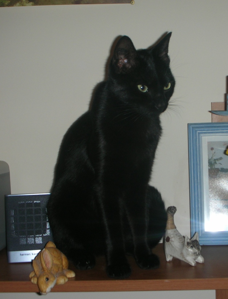 Perdu Delta, chat femelle noire-Aussonne, 13/09/10 07120910