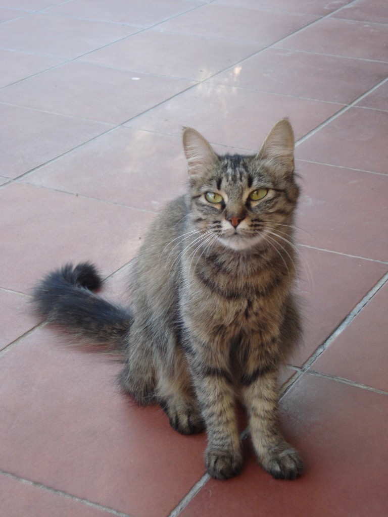 Trouvée à Cornebarrieu, chatte tigrée poils mi-longs Dsc01610