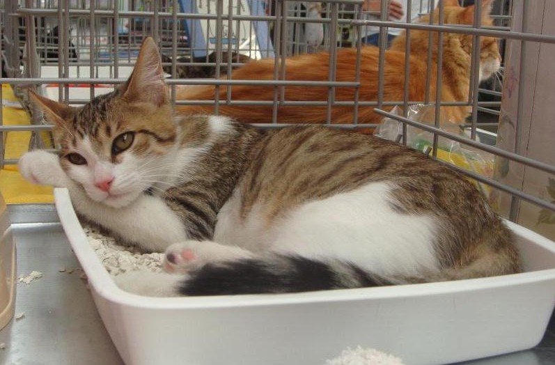 Trouvé à Blagnac, chaton tigré et blanc, sept. 2010 Dsc04410