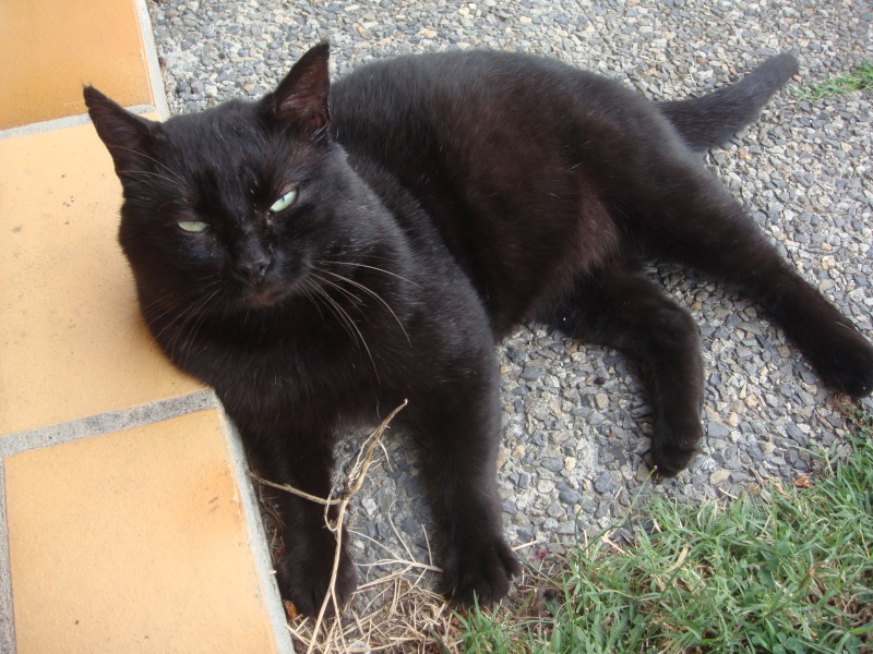 Trouvé à Tournefeuille, chat mâle noir Dsc04616