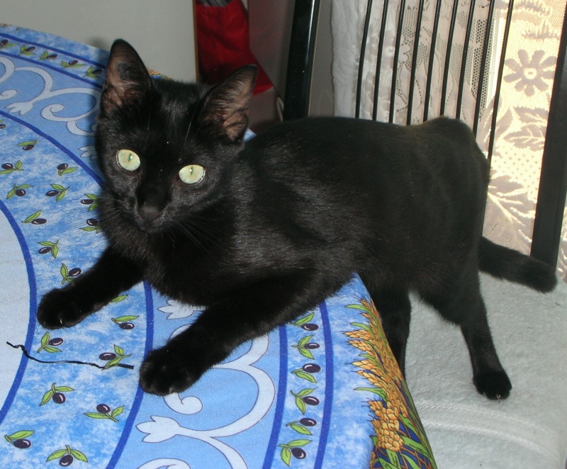 Perdu Delta, chat femelle noire-Aussonne, 13/09/10 Photo210