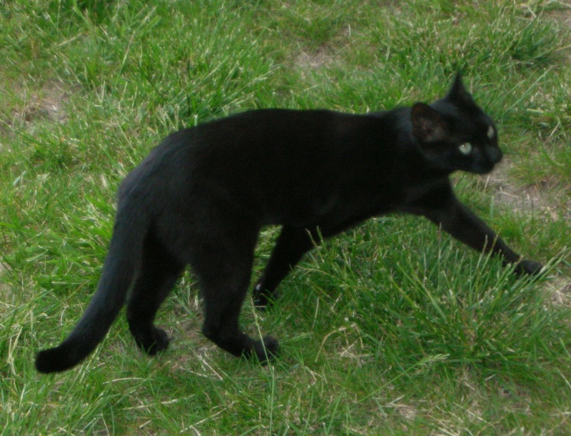 Perdu Delta, chat femelle noire-Aussonne, 13/09/10 Photo211