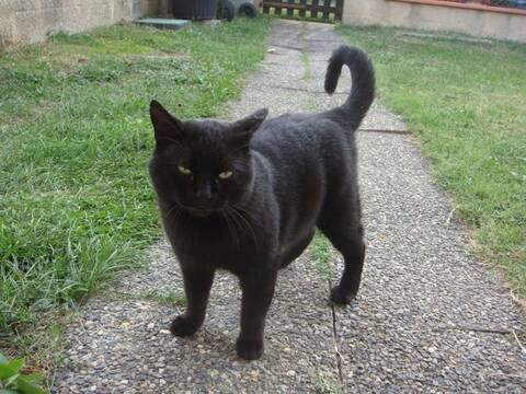 Trouve A Tournefeuille Chat Male Noir