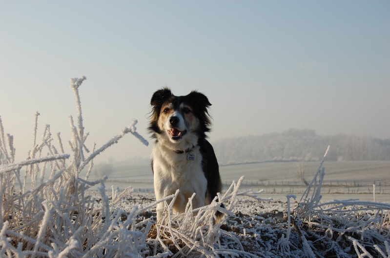 les chiens dans la neige ou le gele Dsc_0914