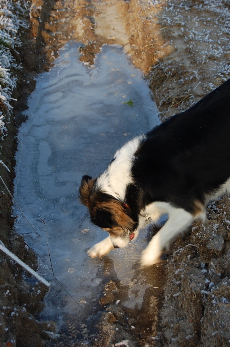 les chiens dans la neige ou le gele Dsc_0916