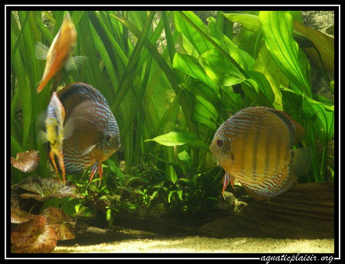 Mon bocal a discus reconvertit en récifal! 100b8715