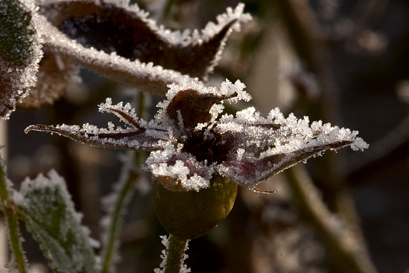 Givre Dsc00213