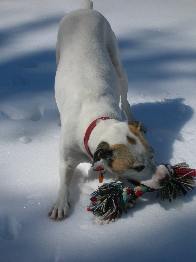 **VOTE** Concours photo : Activité canine d'hiver Photo_10