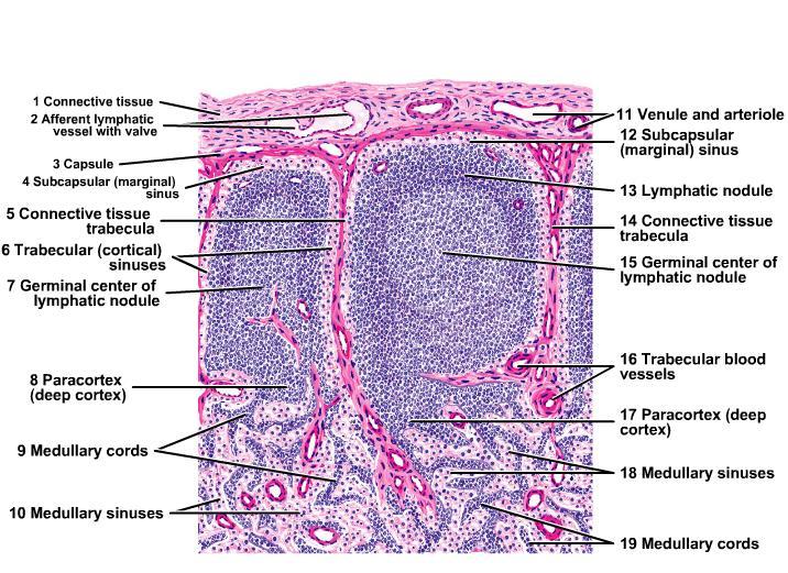 Atlas of Histology 67667310