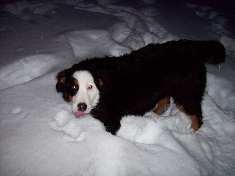 **VOTE** Concours photo : Activité canine d'hiver 100_1210