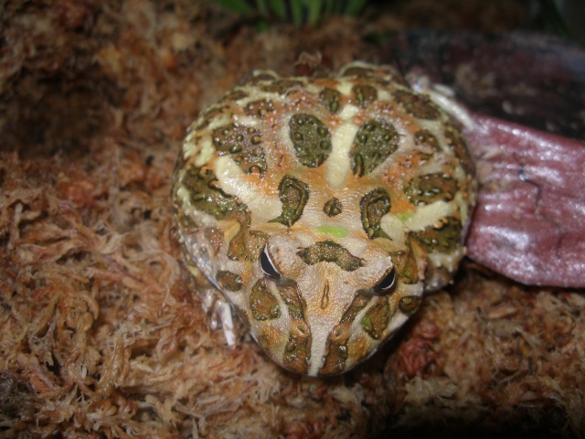 Ceratophrys cranwelli Photo_11