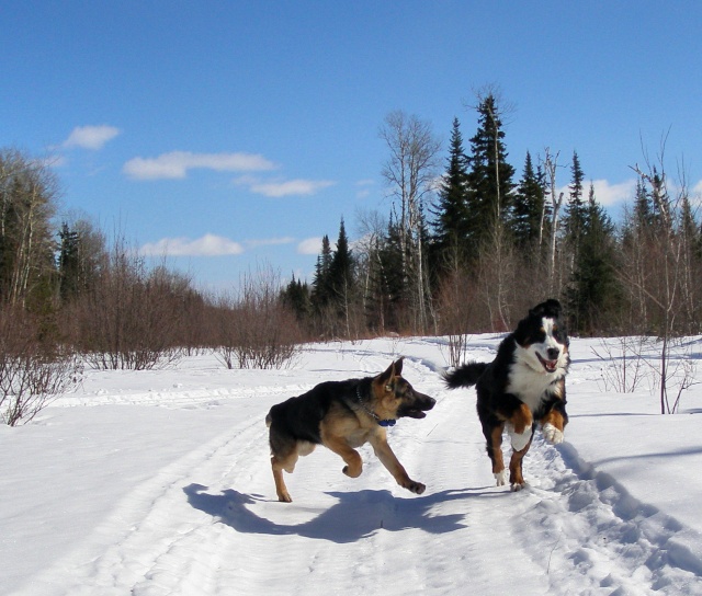 CONCOURS PHOTO : Activité canine d'hiver ! P3180610