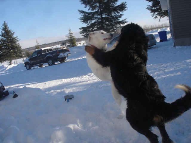 **VOTE** Concours photo : Activité canine d'hiver Decemb10
