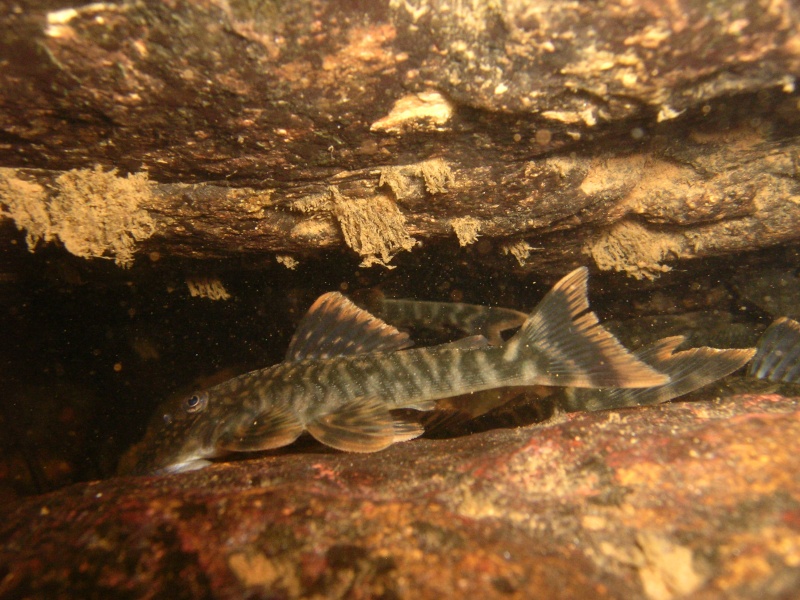 Projet aquarium 100L, Apisto et Ancistrus Dscn9910
