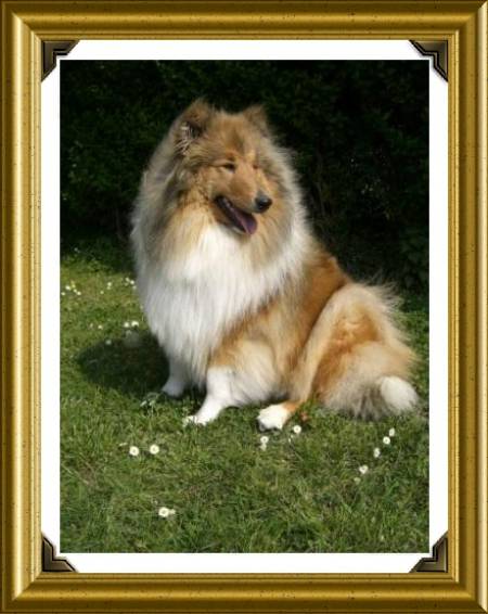 Colley femelle sable 4 ans Somme (80) 0150