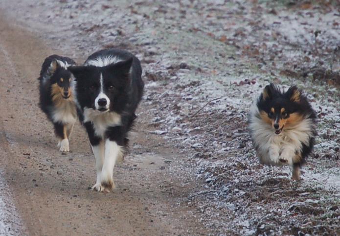 les chiens dans la neige ou le gele Dsc_0012