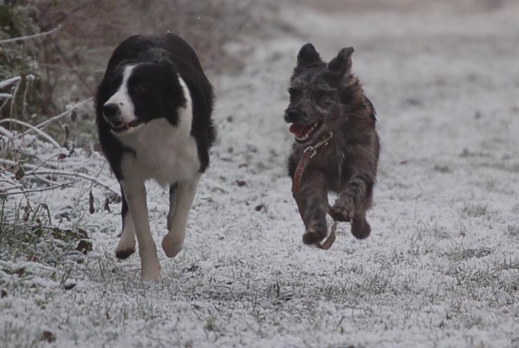 les chiens dans la neige ou le gele Dsc_0015