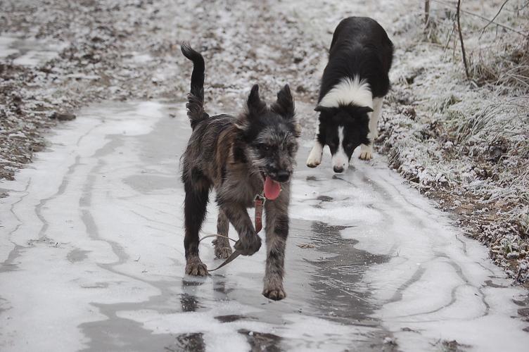 les chiens dans la neige ou le gele Dsc_0022