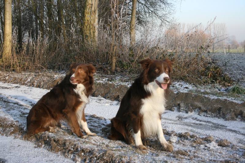 les chiens dans la neige ou le gele Esprit10