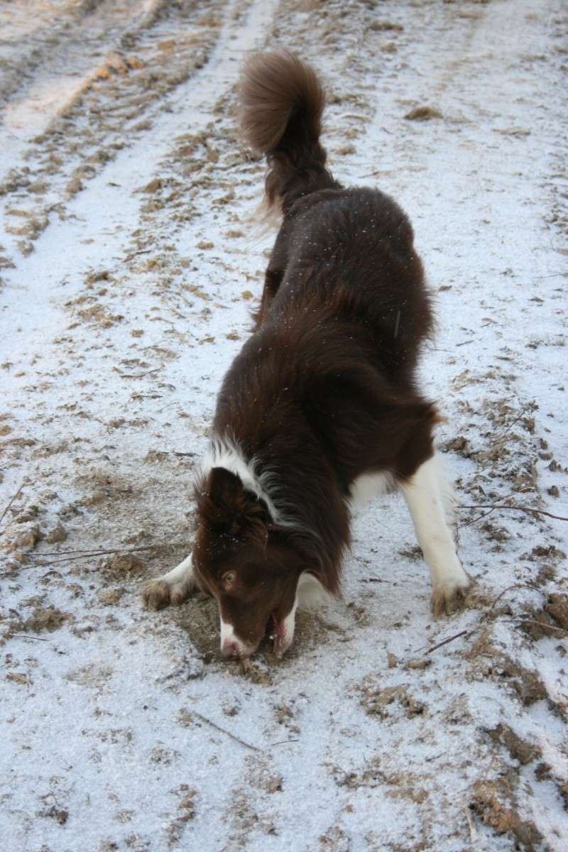 les chiens dans la neige ou le gele Esprit11