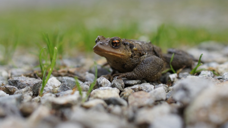 grenouille? crapaud? ou autre Dsc00710