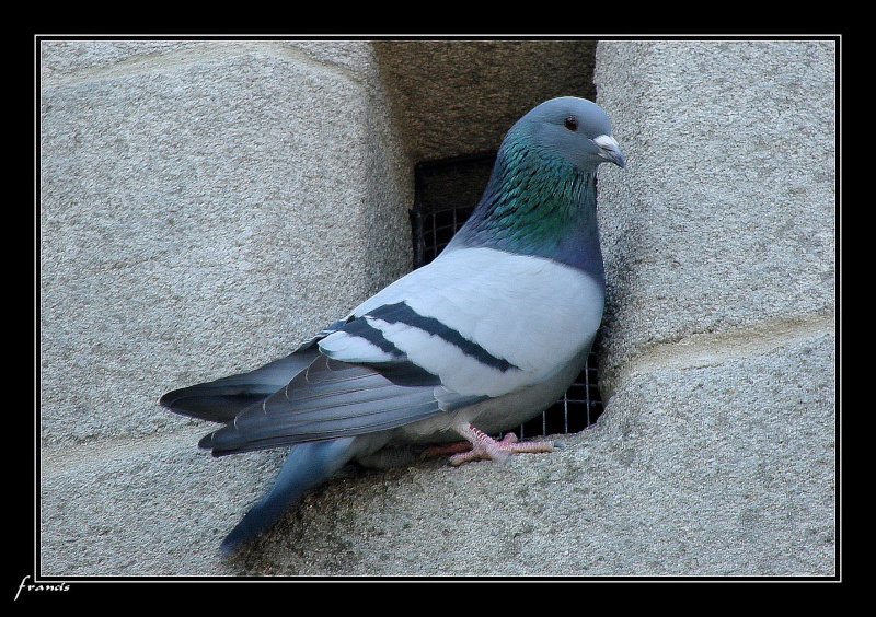 ** ANIMAUX ** Pigeon10