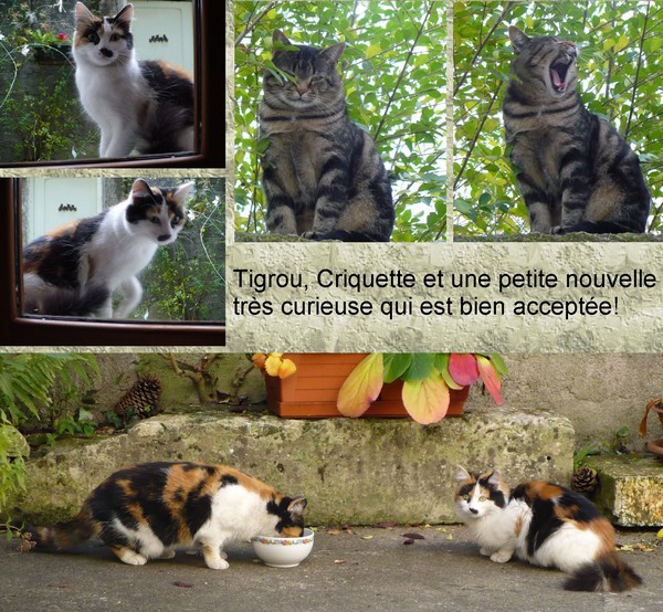 Tigrou chat libre et Cie Nouvel10