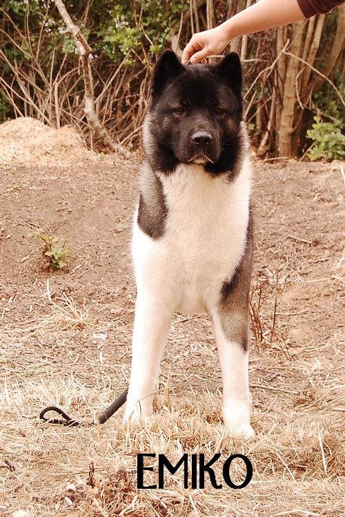 akita - Nos chiens prennent la pose, statique exposition. - Page 5 Dsc_0215