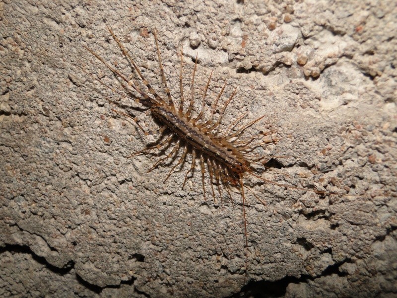 Scutiger de Croatie Dsc03010