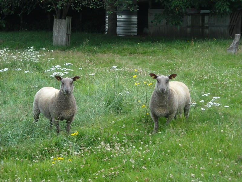 Photos de vos moutons pour la page d'accueil Dscn0512