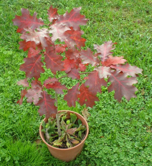 Quercus rubra  12_10_12