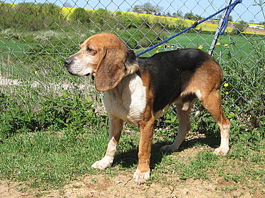 EWOK, beagle mâle, 8 ans (79) Beagle10