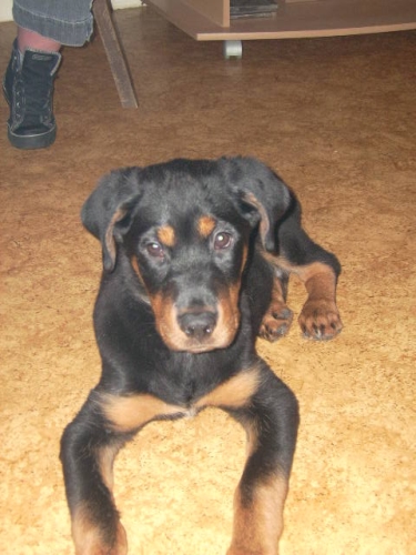 A donner chiot X rott Photo_13